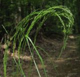 Poa nemoralis