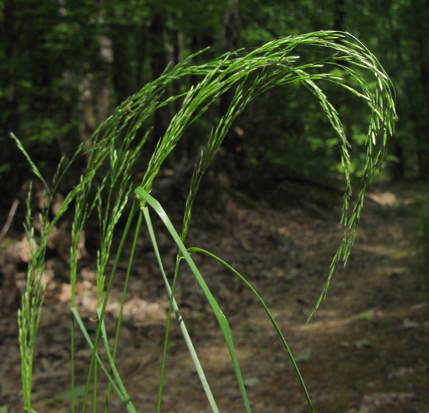 Изображение особи Poa nemoralis.