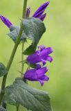 Campanula latifolia. Верхушка цветущего растения. Коми, г. Сыктывкар, городской парк, в культуре. 28.06.2014.