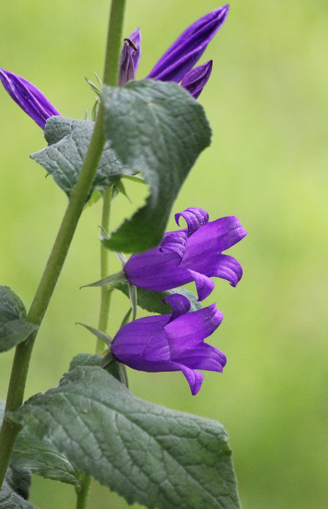 Image of Campanula latifolia specimen.