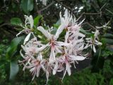 Calodendrum capense. Соцветие. Австралия, г. Брисбен, ботанический сад. 24.10.2015.