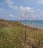 Rapistrum rugosum