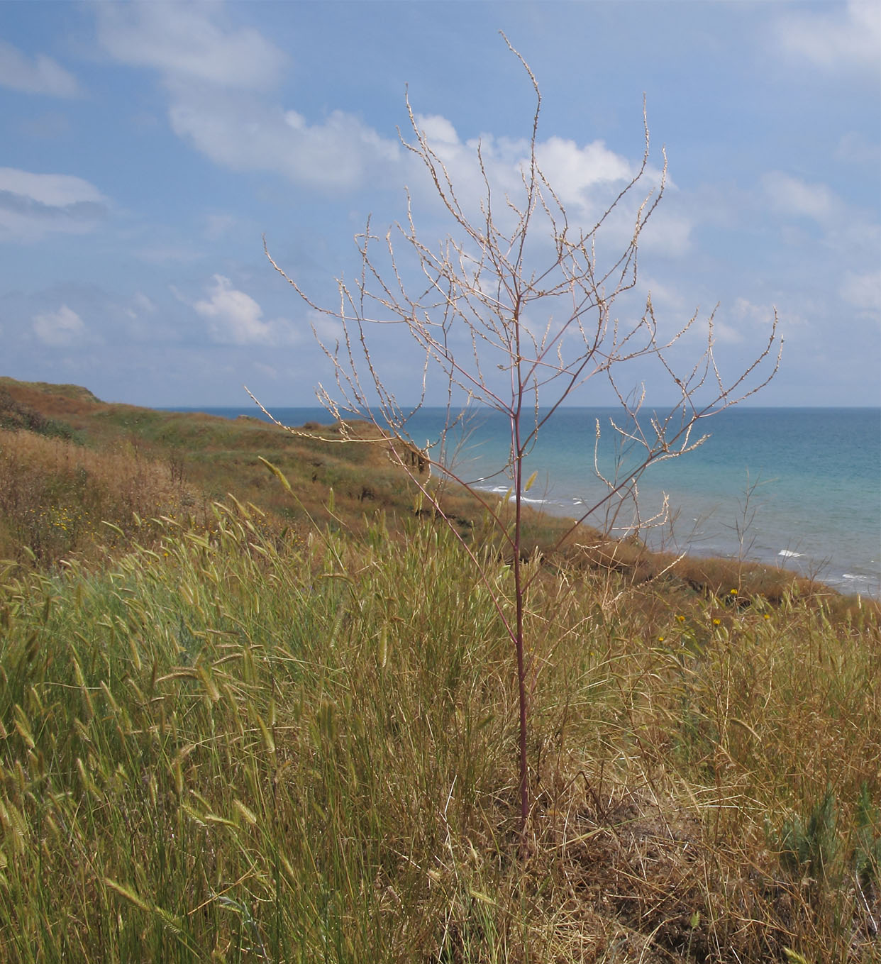 Image of Rapistrum rugosum specimen.