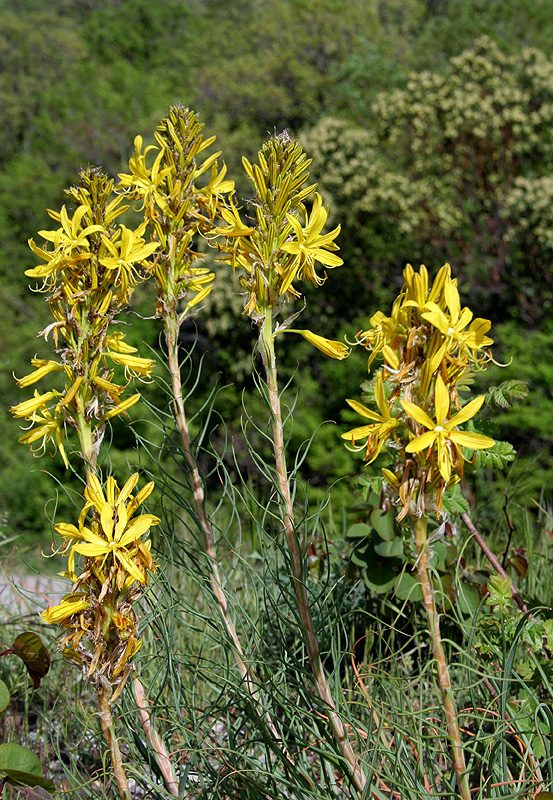 Изображение особи Asphodeline lutea.