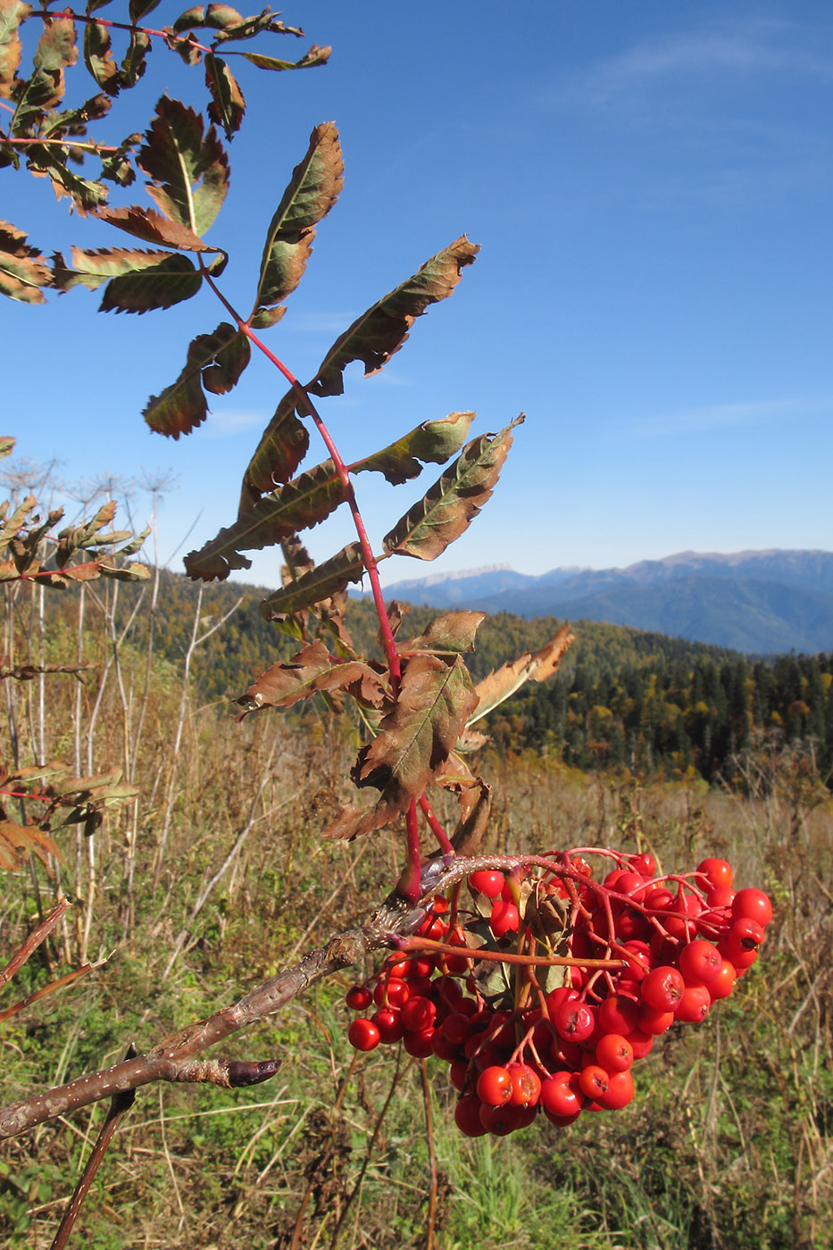 Image of Sorbus aucuparia specimen.