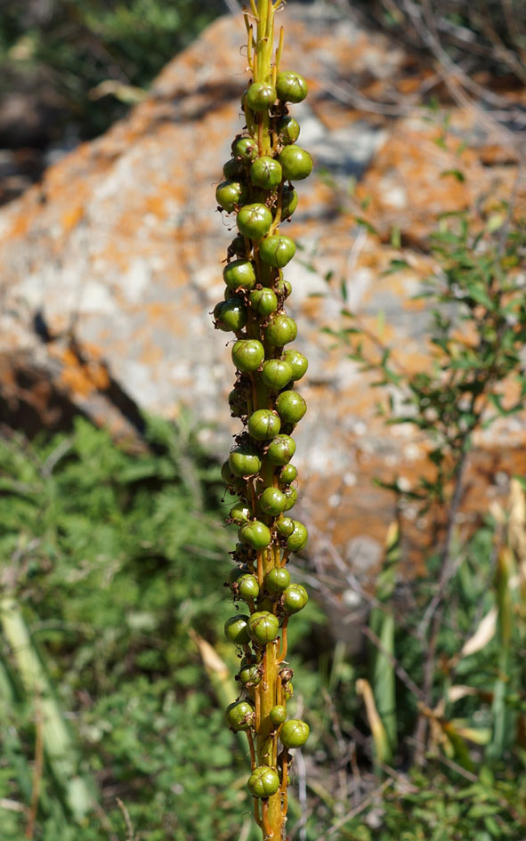 Изображение особи Eremurus fuscus.