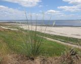 Stipa capillata