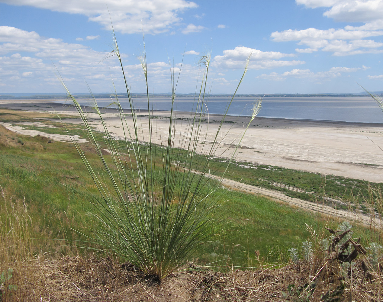 Изображение особи Stipa capillata.