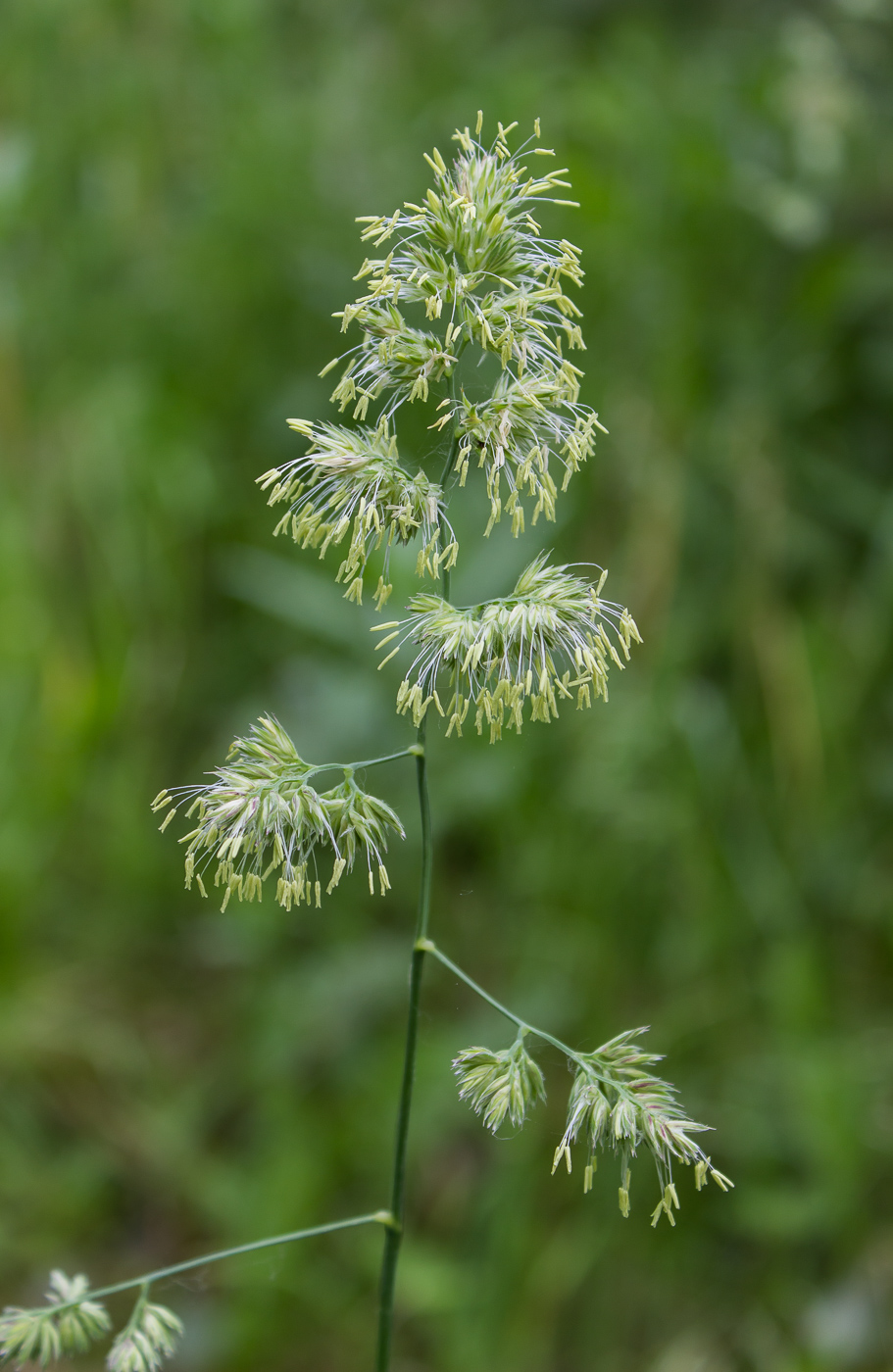 Изображение особи Dactylis glomerata.