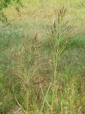 род Calamagrostis