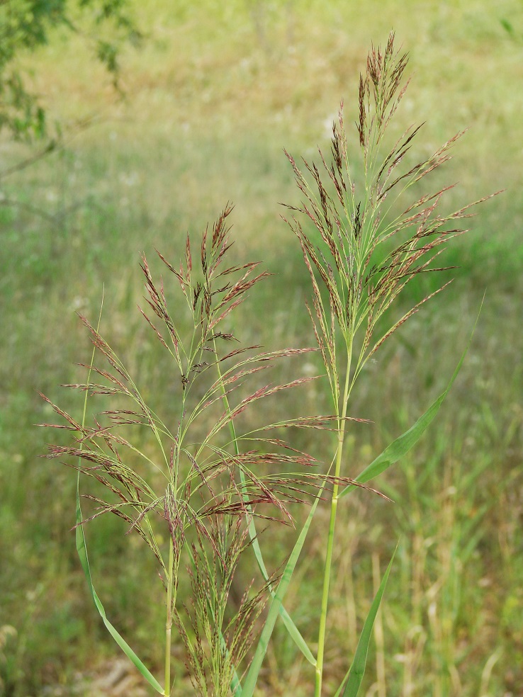 Image of genus Calamagrostis specimen.