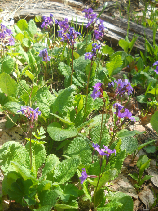 Image of Primula amoena specimen.