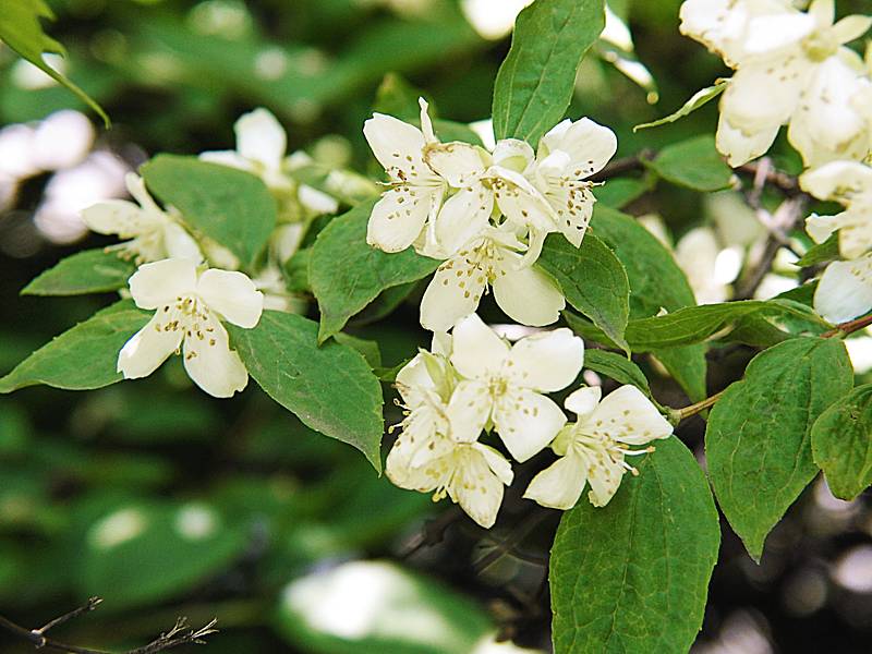 Изображение особи Philadelphus coronarius.