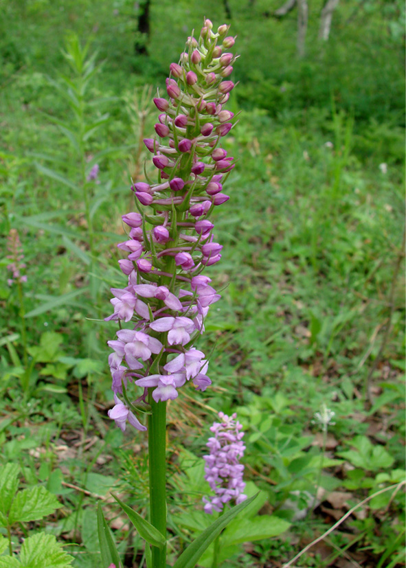 Изображение особи Gymnadenia conopsea.