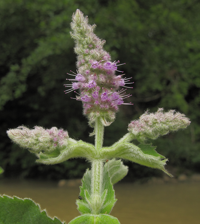 Image of Mentha longifolia specimen.