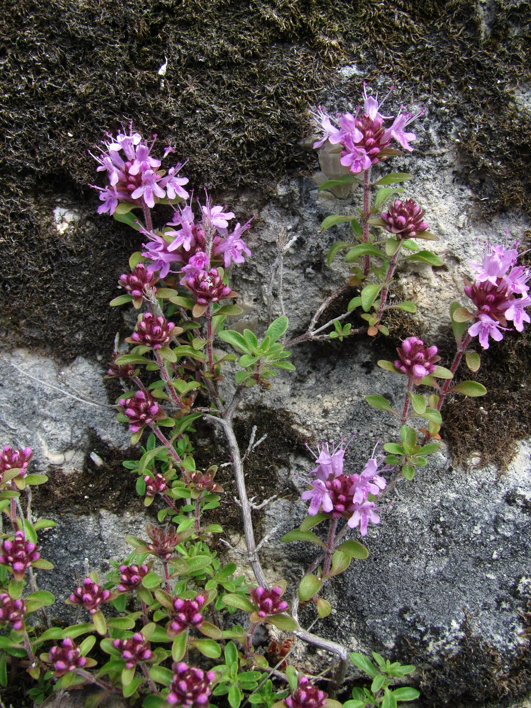 Изображение особи Thymus hirticaulis.