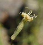 Silene alexandrae