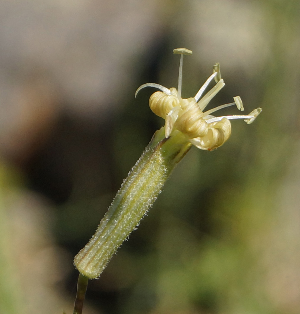 Image of Silene alexandrae specimen.
