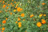 Cosmos sulphureus