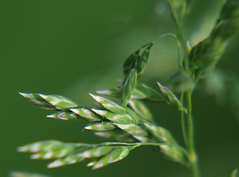 Изображение особи Poa pratensis.