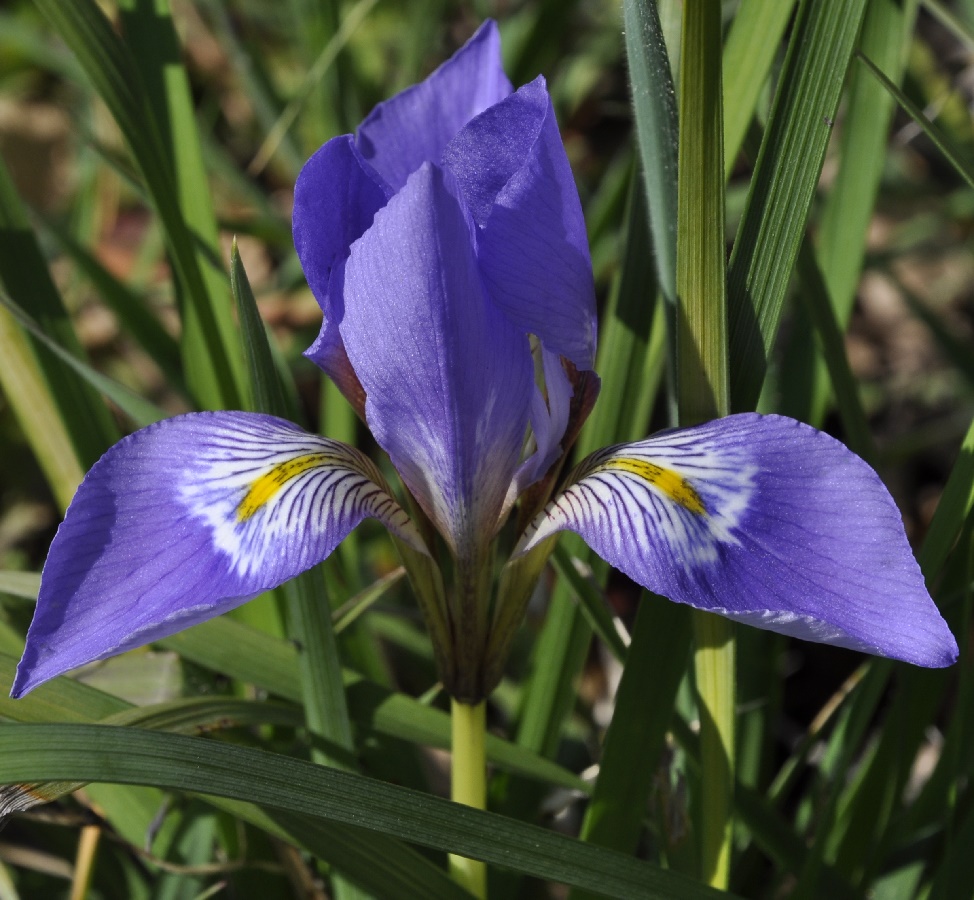 Image of Iris unguicularis ssp. carica specimen.