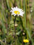 Leucanthemum ircutianum. Верхушка побега с раскрывшимся и нераскрывшимися соцветиями-корзинками. Ленинградская обл., г. Волхов, вдоль ж. д. между пл. 115 км и пл. 119 км. 09.06.2013.