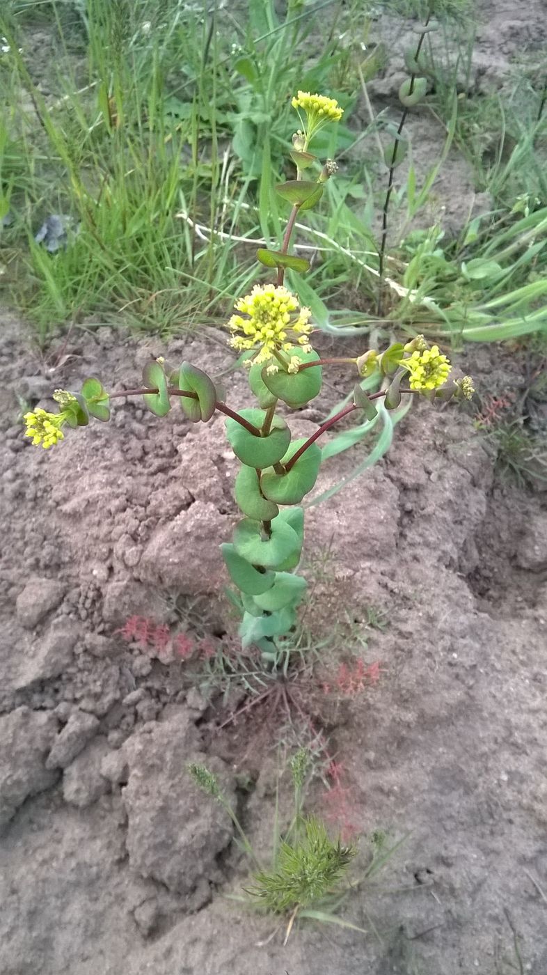 Изображение особи Lepidium perfoliatum.