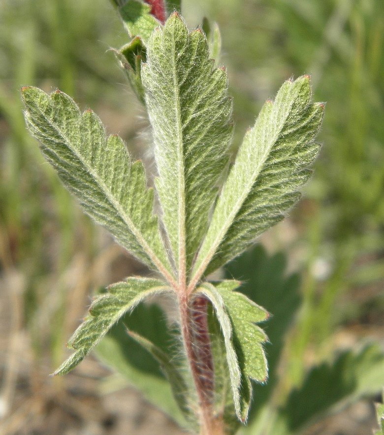 Изображение особи Potentilla astracanica.