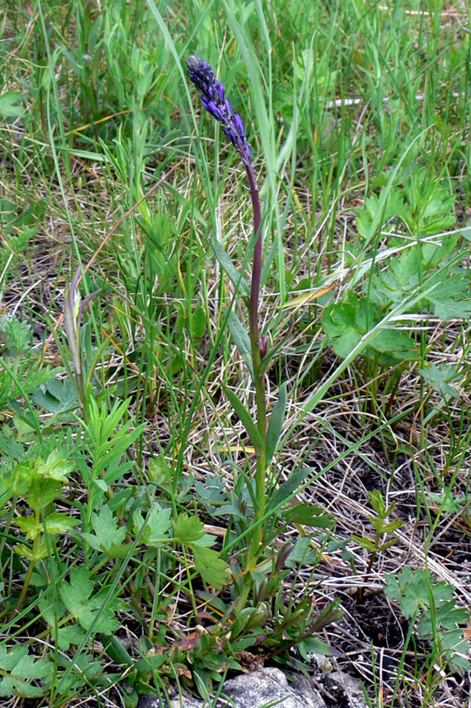 Image of Polygala wolfgangiana specimen.