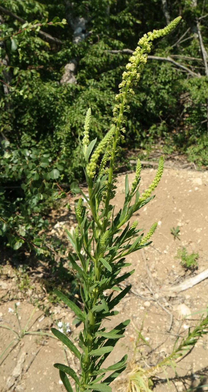 Изображение особи Reseda luteola.