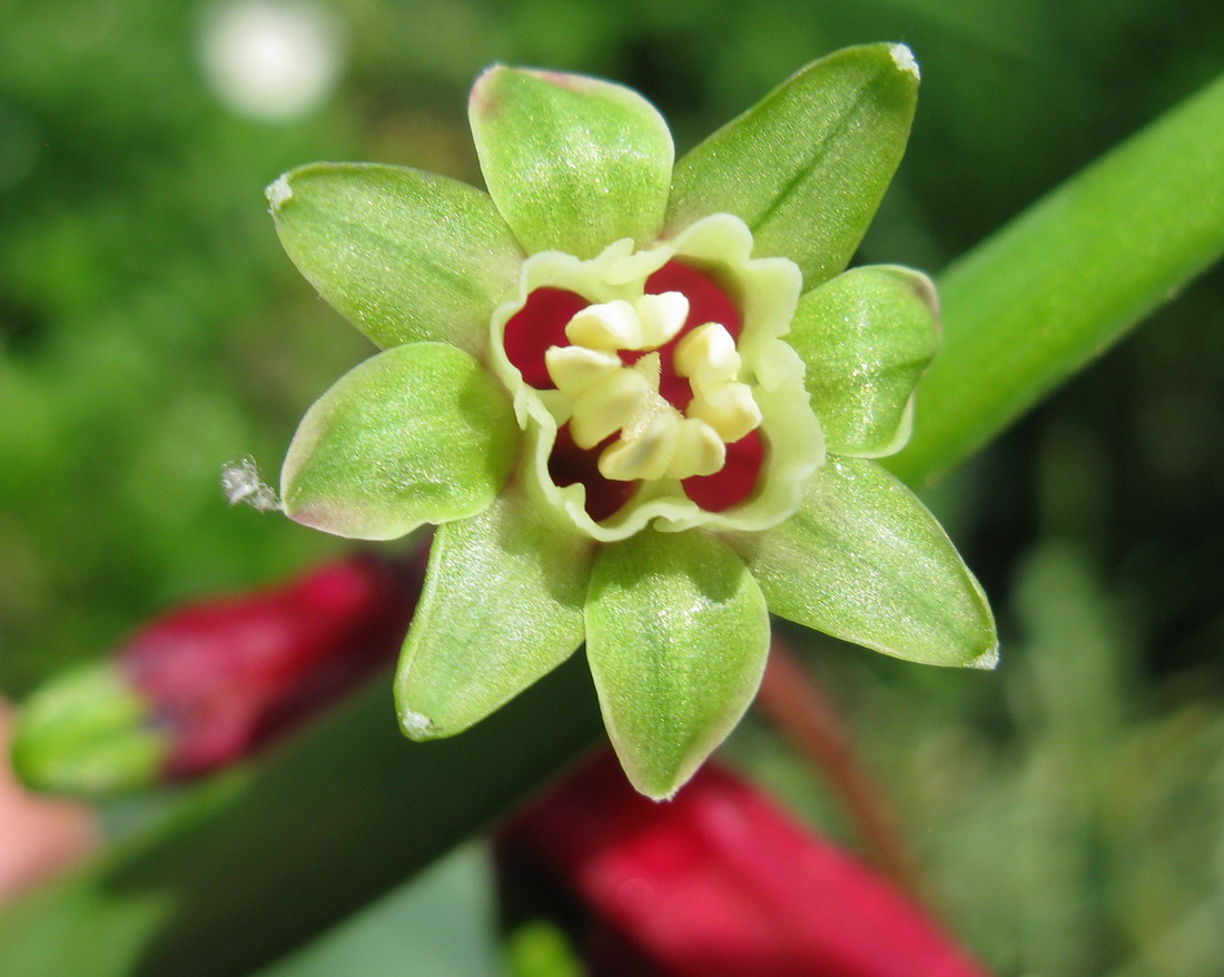 Image of Dichelostemma ida-maia specimen.