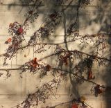 Parthenocissus tricuspidata. Веточки с соплодиями и листвой в осенней окраске. Черноморское побережье Кавказа, Геленджикский р-н, с. Кабардинка, Старый парк. 9 ноября 2013 г.