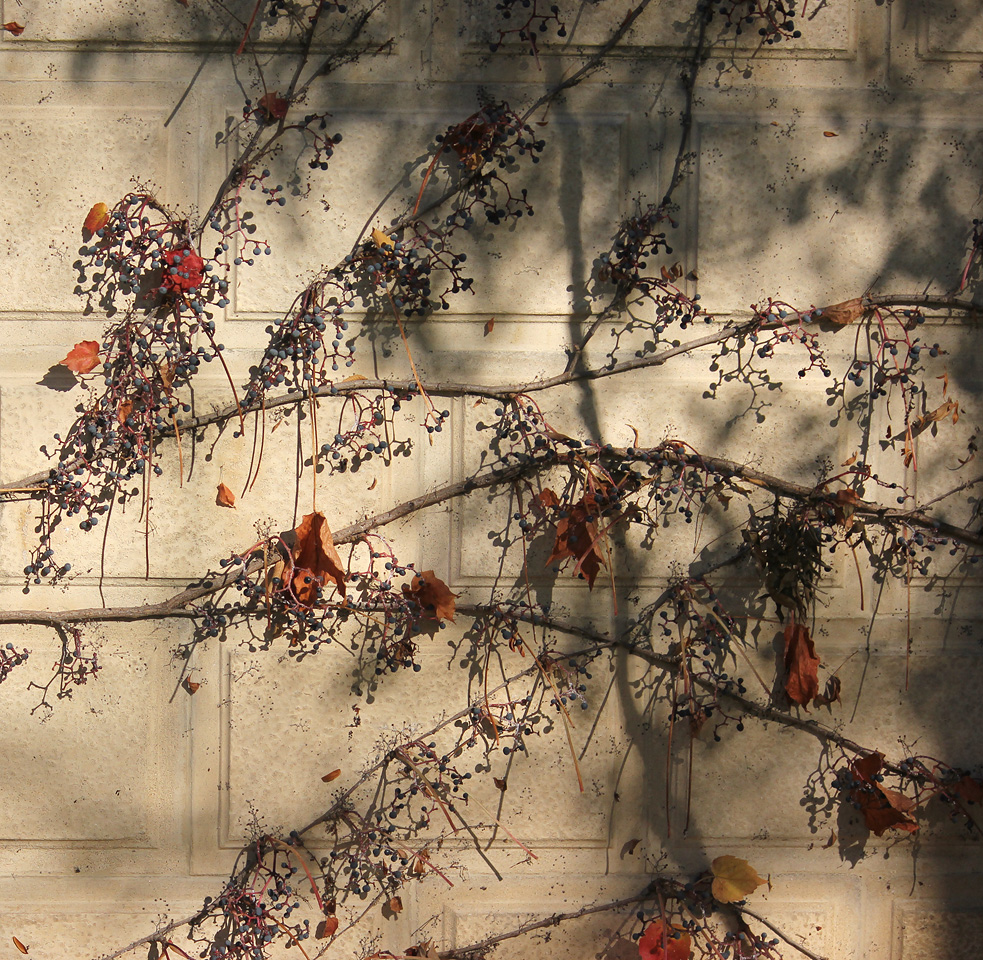 Image of Parthenocissus tricuspidata specimen.