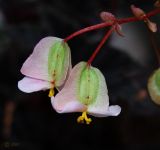 род Begonia