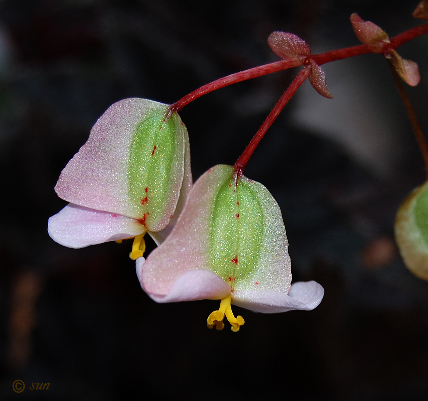 Изображение особи род Begonia.