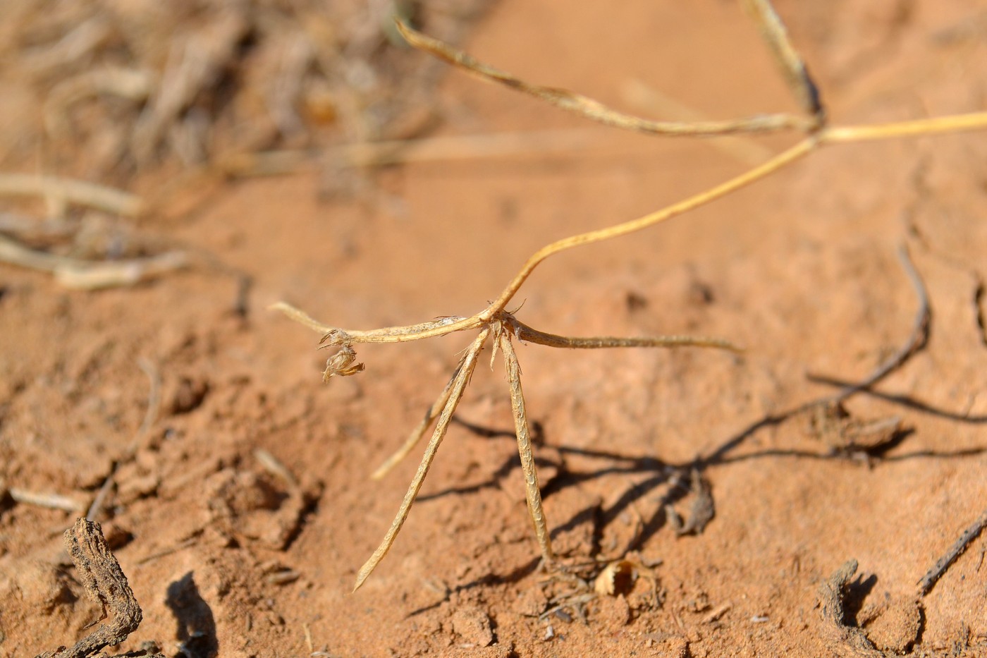 Изображение особи Trigonella striata.