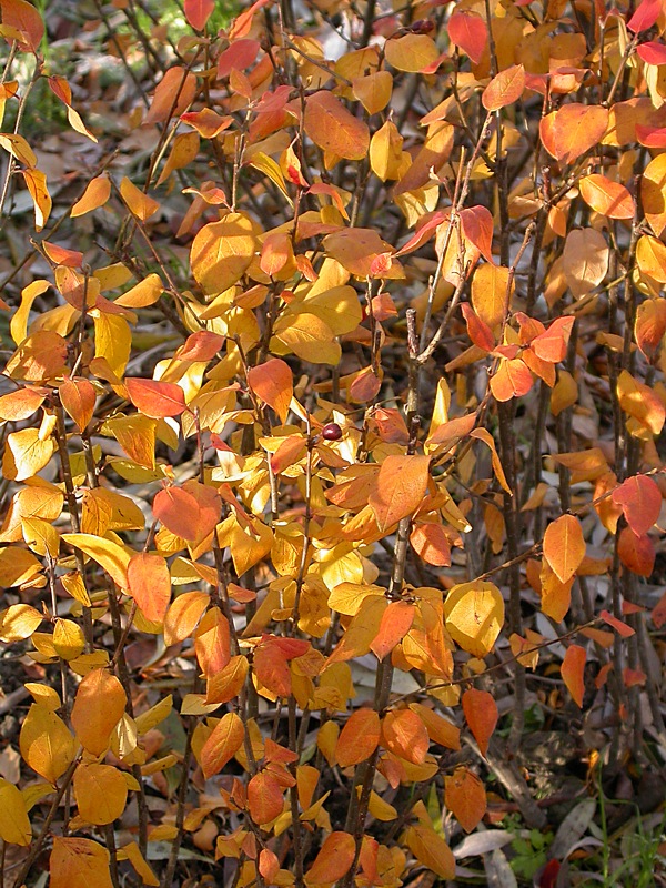 Image of genus Cotoneaster specimen.