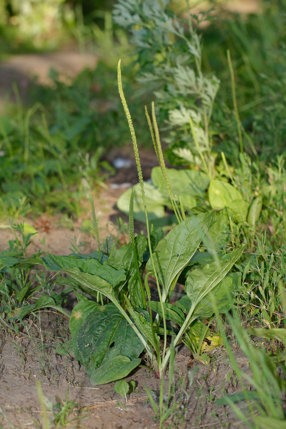 Image of Plantago major specimen.