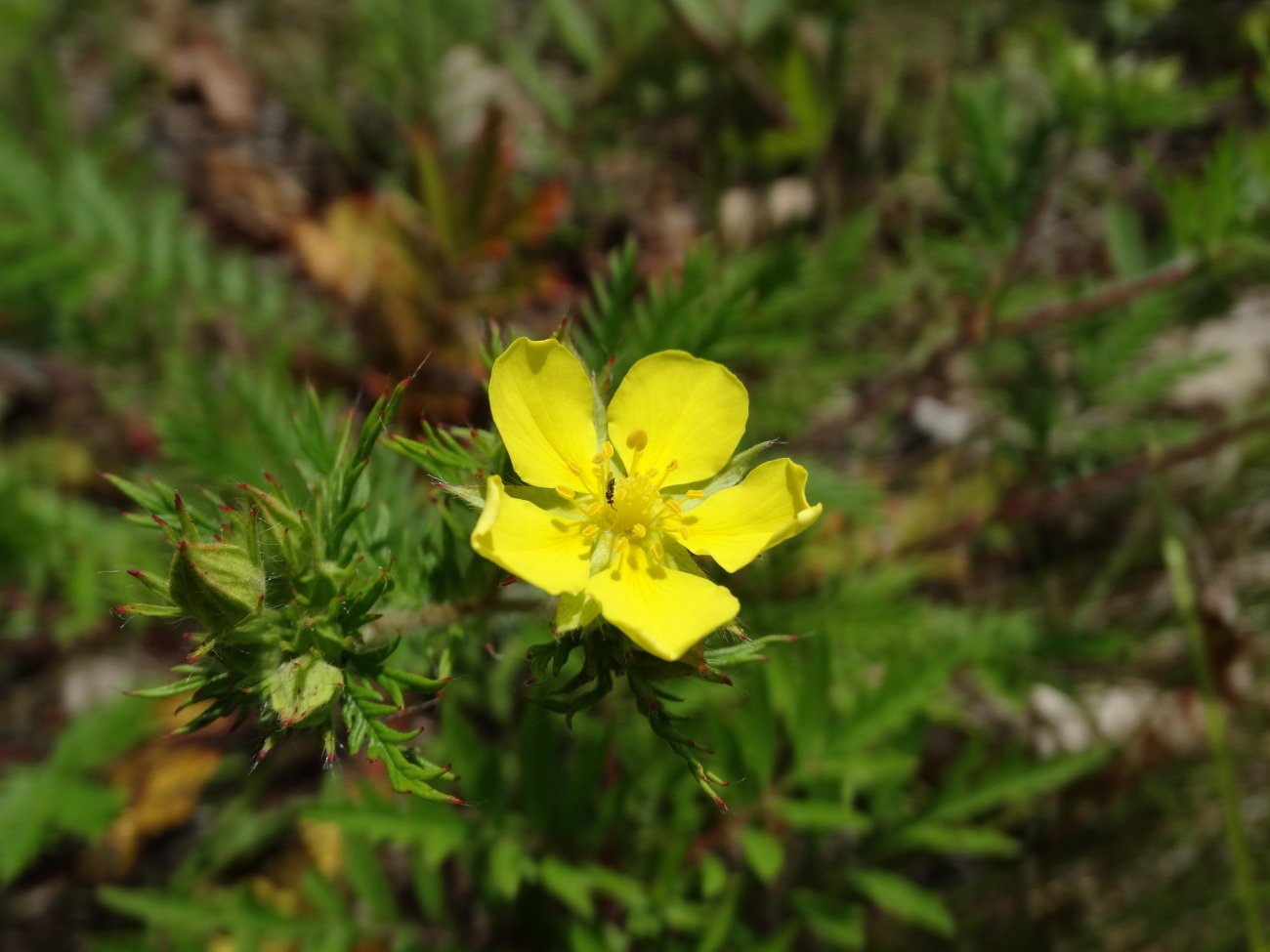 Изображение особи Potentilla chinensis.