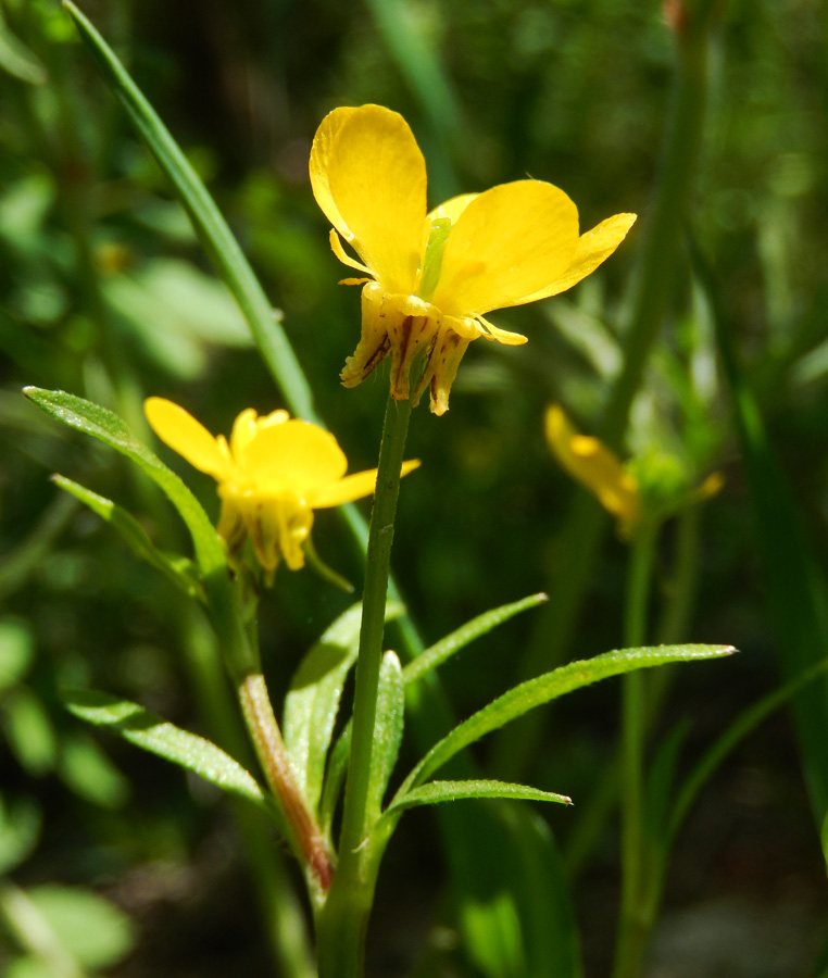 Изображение особи Ranunculus trachycarpus.