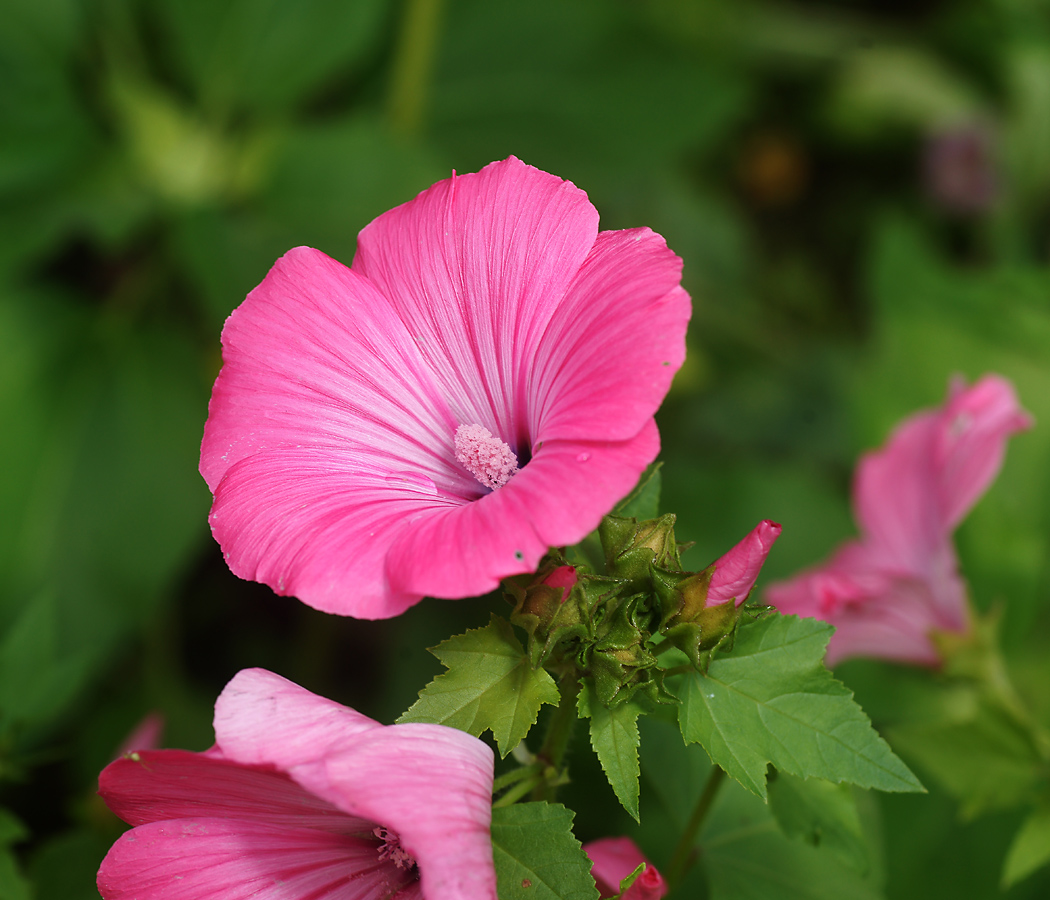 Image of Malva trimestris specimen.