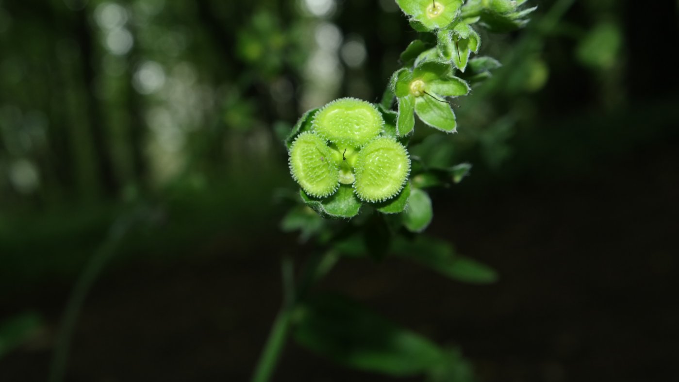 Image of genus Cynoglossum specimen.