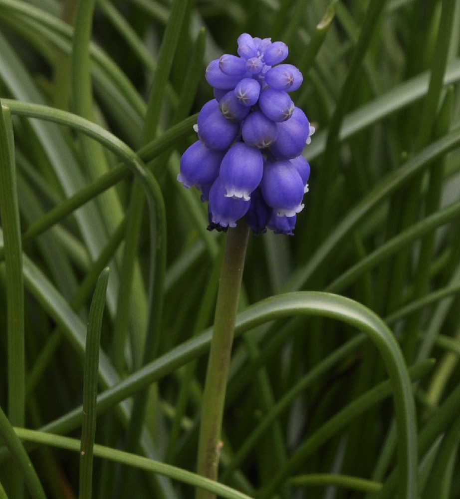 Изображение особи Muscari armeniacum.