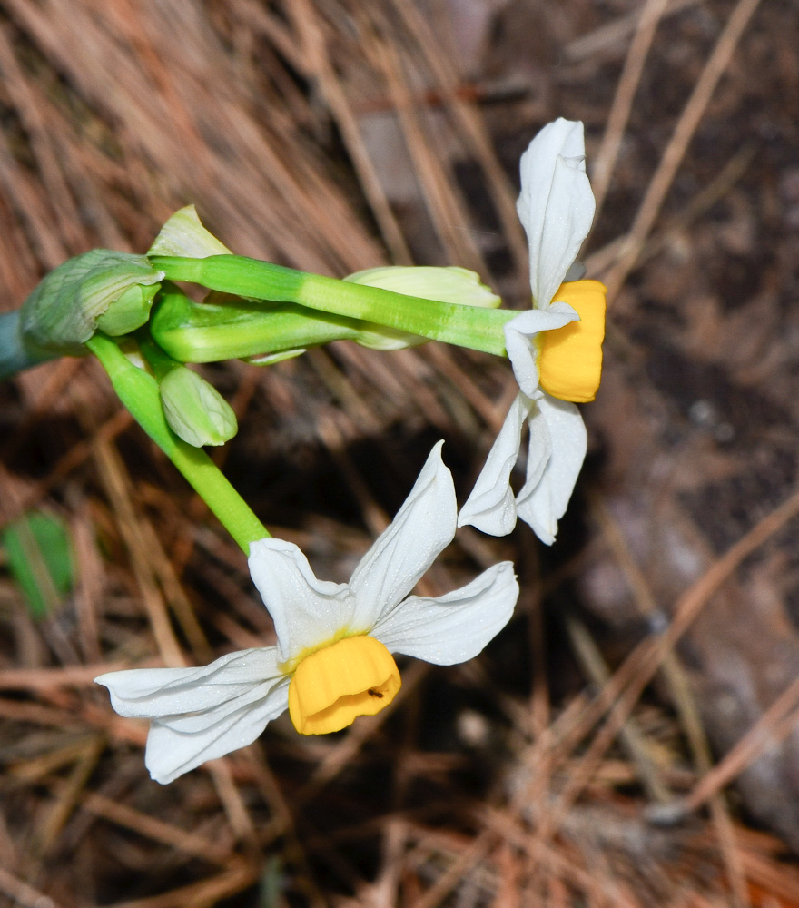 Image of Narcissus tazetta specimen.