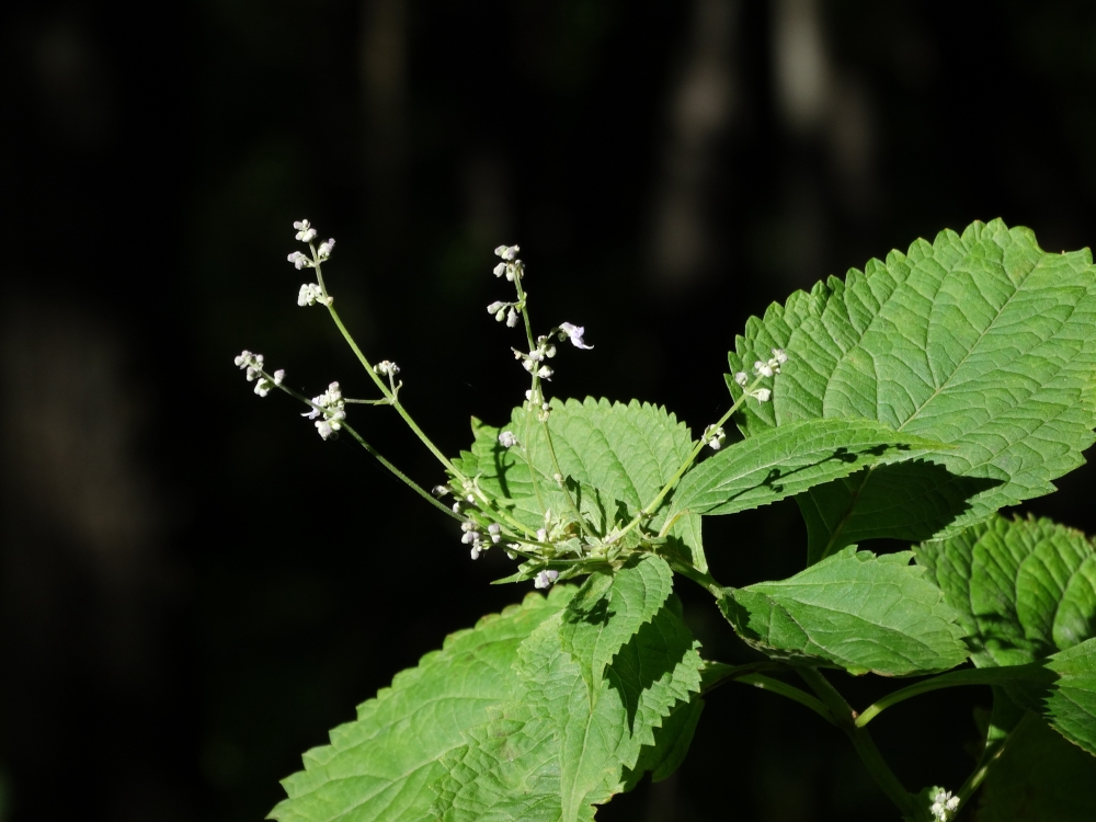 Изображение особи Isodon japonicus var. glaucocalyx.