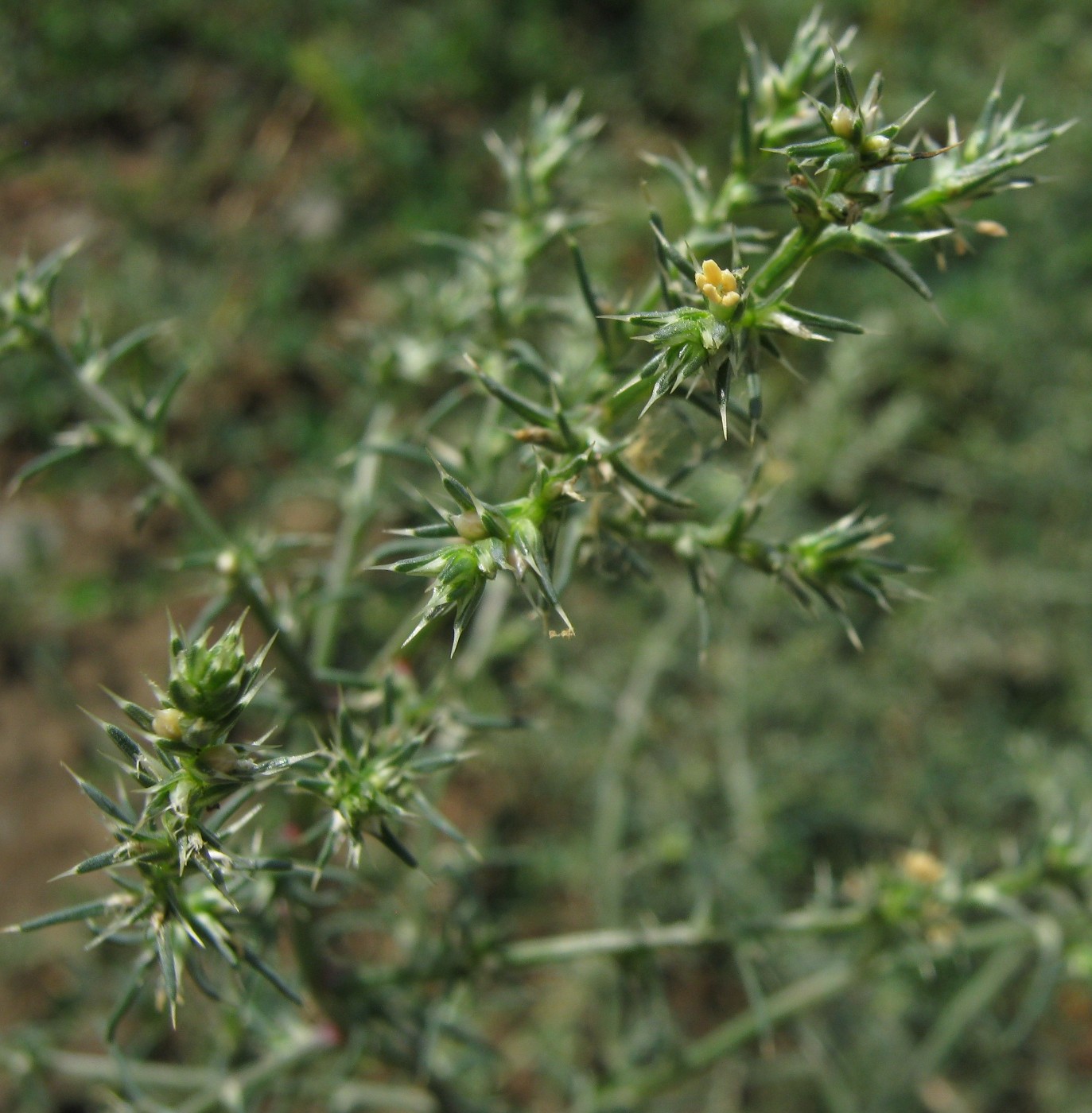 Image of Salsola tragus specimen.