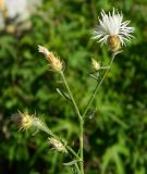 Centaurea diffusa