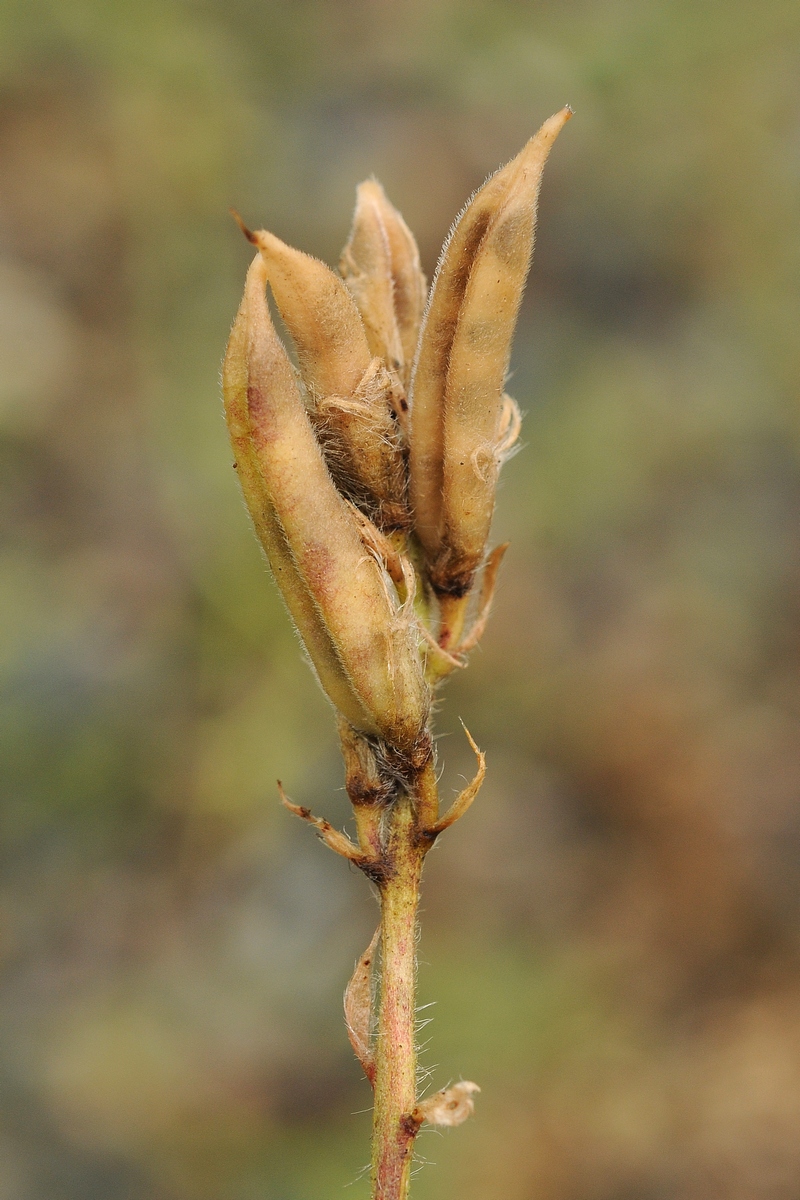 Изображение особи Oxytropis aulieatensis.