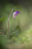 Calypso bulbosa