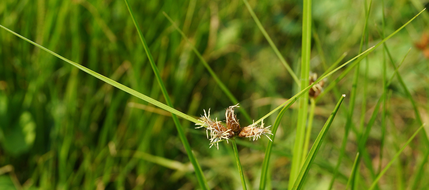 Image of Bolboschoenus planiculmis specimen.